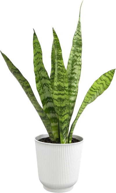 Sansevieria Collection – Live Snake Plants