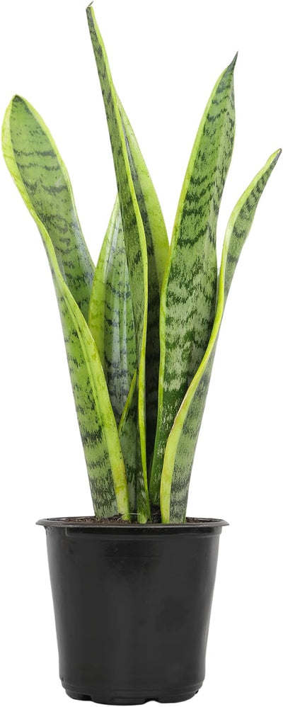 Sansevieria Collection – Live Snake Plants
