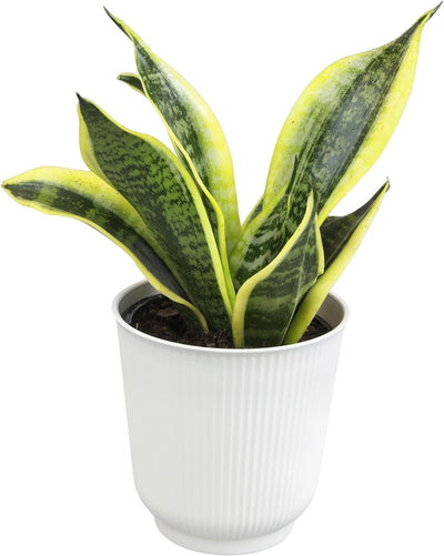 Sansevieria Collection – Live Snake Plants