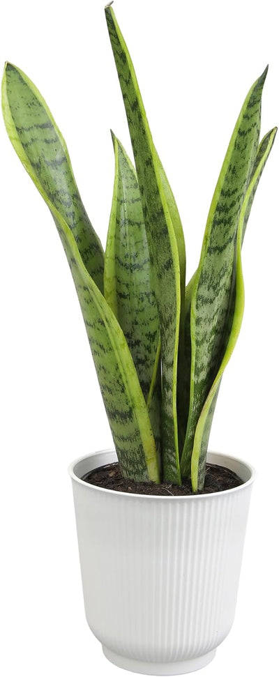 Sansevieria Collection – Live Snake Plants