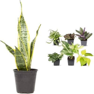 Sansevieria Collection – Live Snake Plants