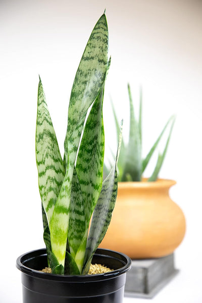 Sansevieria Collection – Live Snake Plants