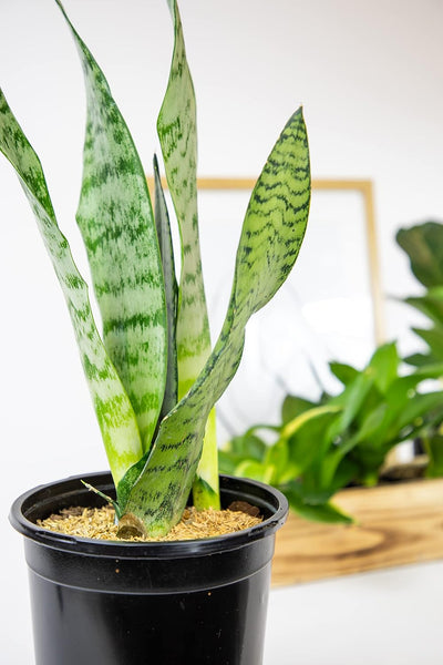 Sansevieria Collection – Live Snake Plants