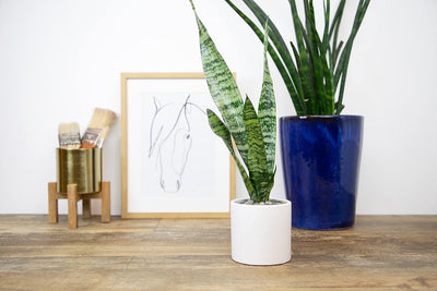 Sansevieria Collection – Live Snake Plants