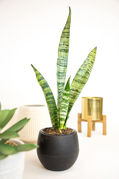 Sansevieria Collection – Live Snake Plants