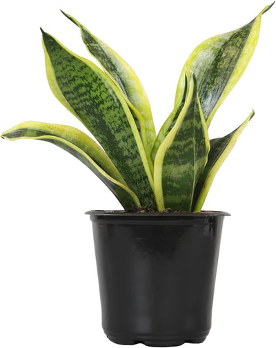 Sansevieria Collection – Live Snake Plants