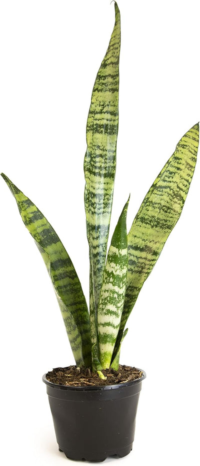 Sansevieria Collection – Live Snake Plants