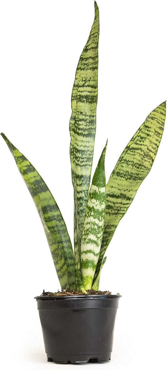 Sansevieria Collection – Live Snake Plants