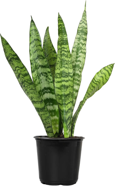 Sansevieria Collection – Live Snake Plants