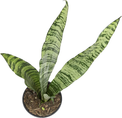 Sansevieria Collection – Live Snake Plants