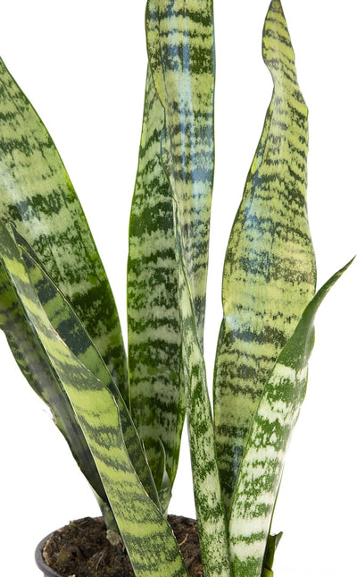 Sansevieria Collection – Live Snake Plants