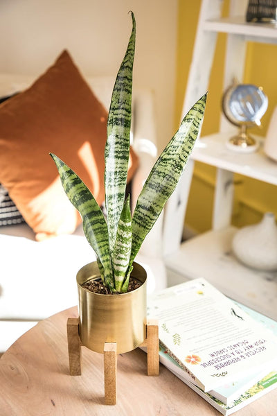 Sansevieria Collection – Live Snake Plants