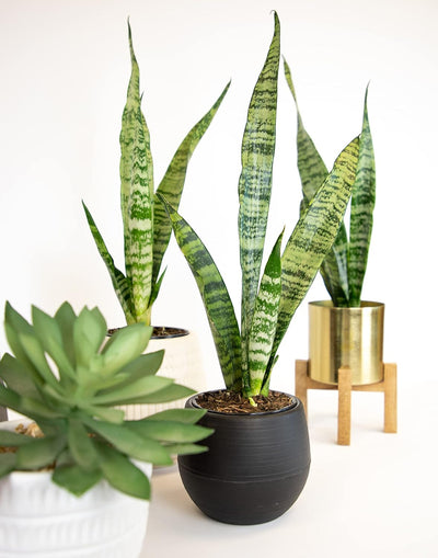 Sansevieria Collection – Live Snake Plants