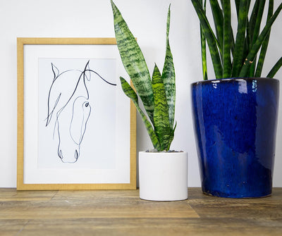 Sansevieria Collection – Live Snake Plants