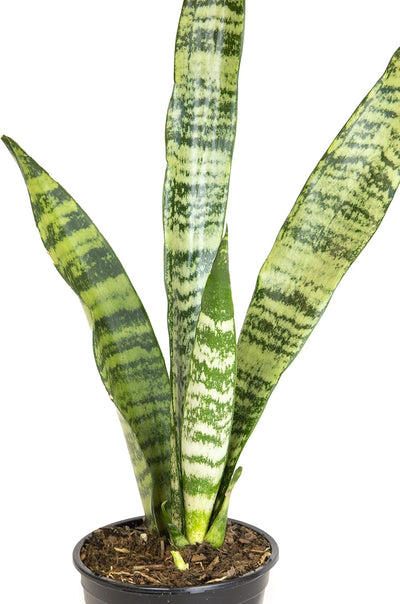 Sansevieria Collection – Live Snake Plants